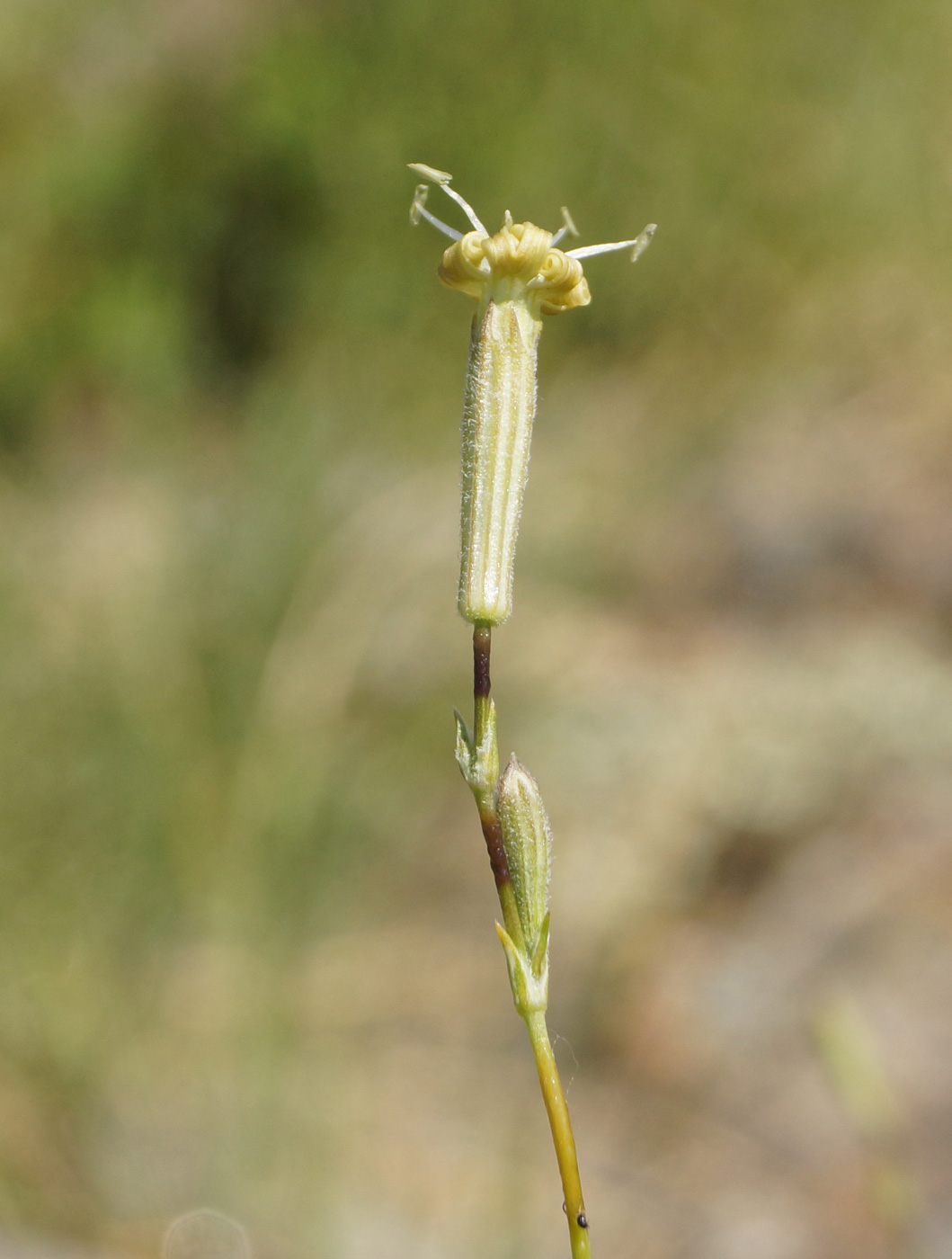 Image of Silene alexandrae specimen.