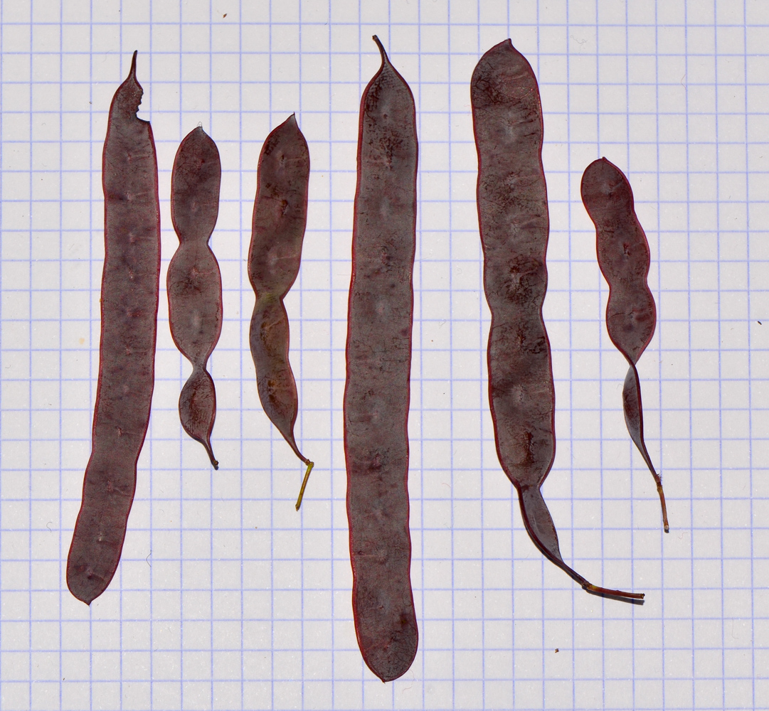 Image of Acacia baileyana specimen.