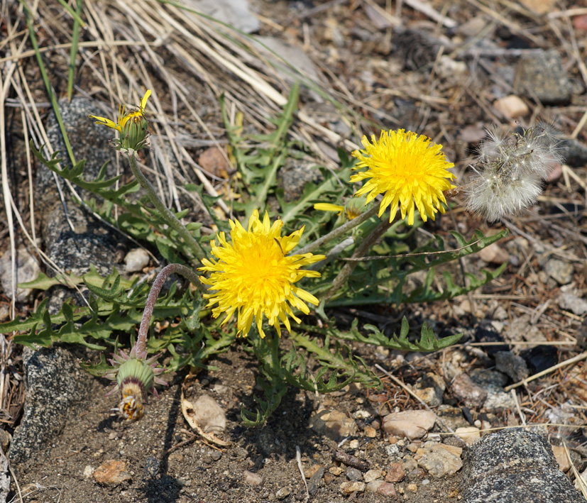 Image of genus Taraxacum specimen.