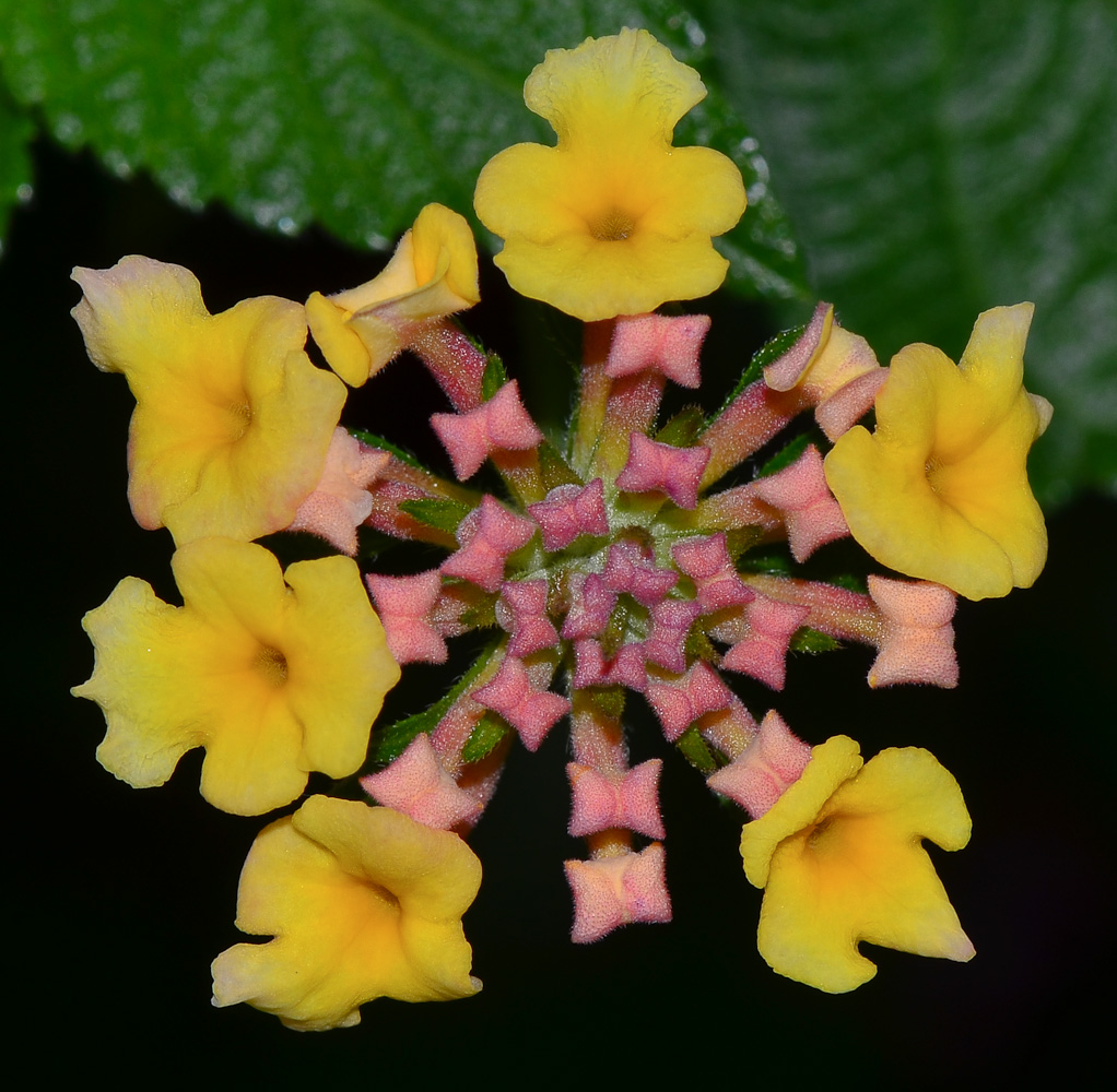 Image of Lantana camara specimen.