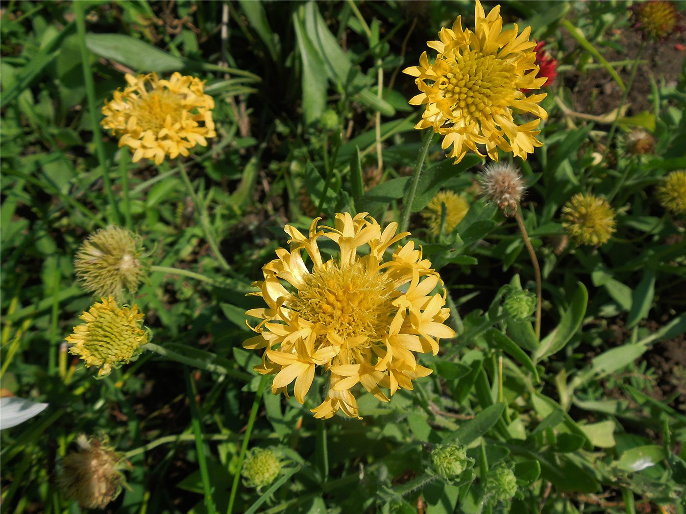 Изображение особи Gaillardia pulchella.