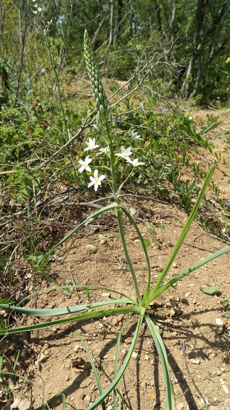 Image of Ornithogalum ponticum specimen.