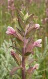 Odontites salinus. Верхушка соцветия. Крым, Арабатская стрелка, засоленная степь. 28 мая 2016 г.