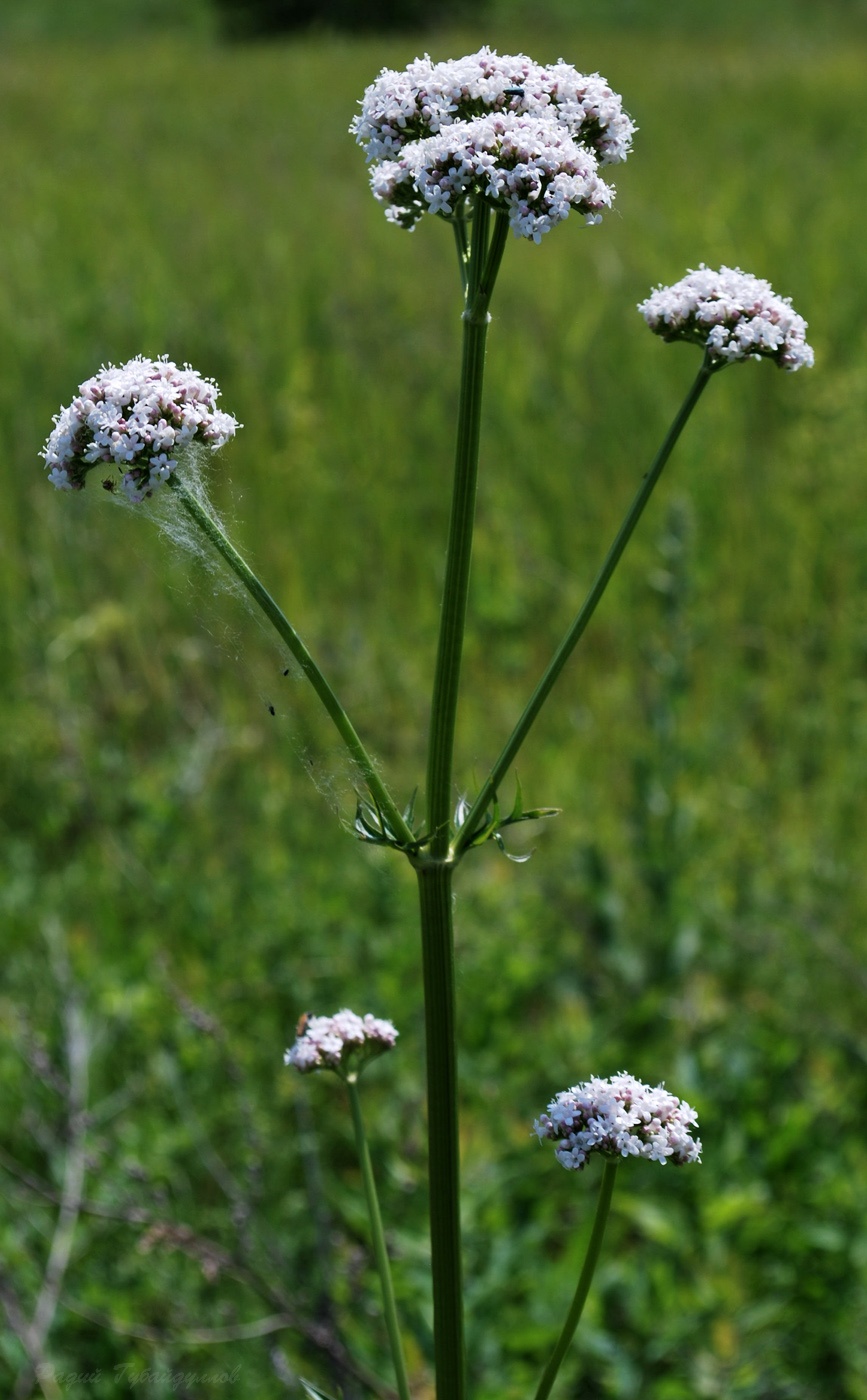 Изображение особи Valeriana rossica.