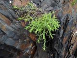 Dianthus chinensis. Вегетирующее растение. Приморье, окр. г. Находка, бухта Тунгус, на скалах. 18.06.2016.
