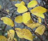 Lonicera caerulea