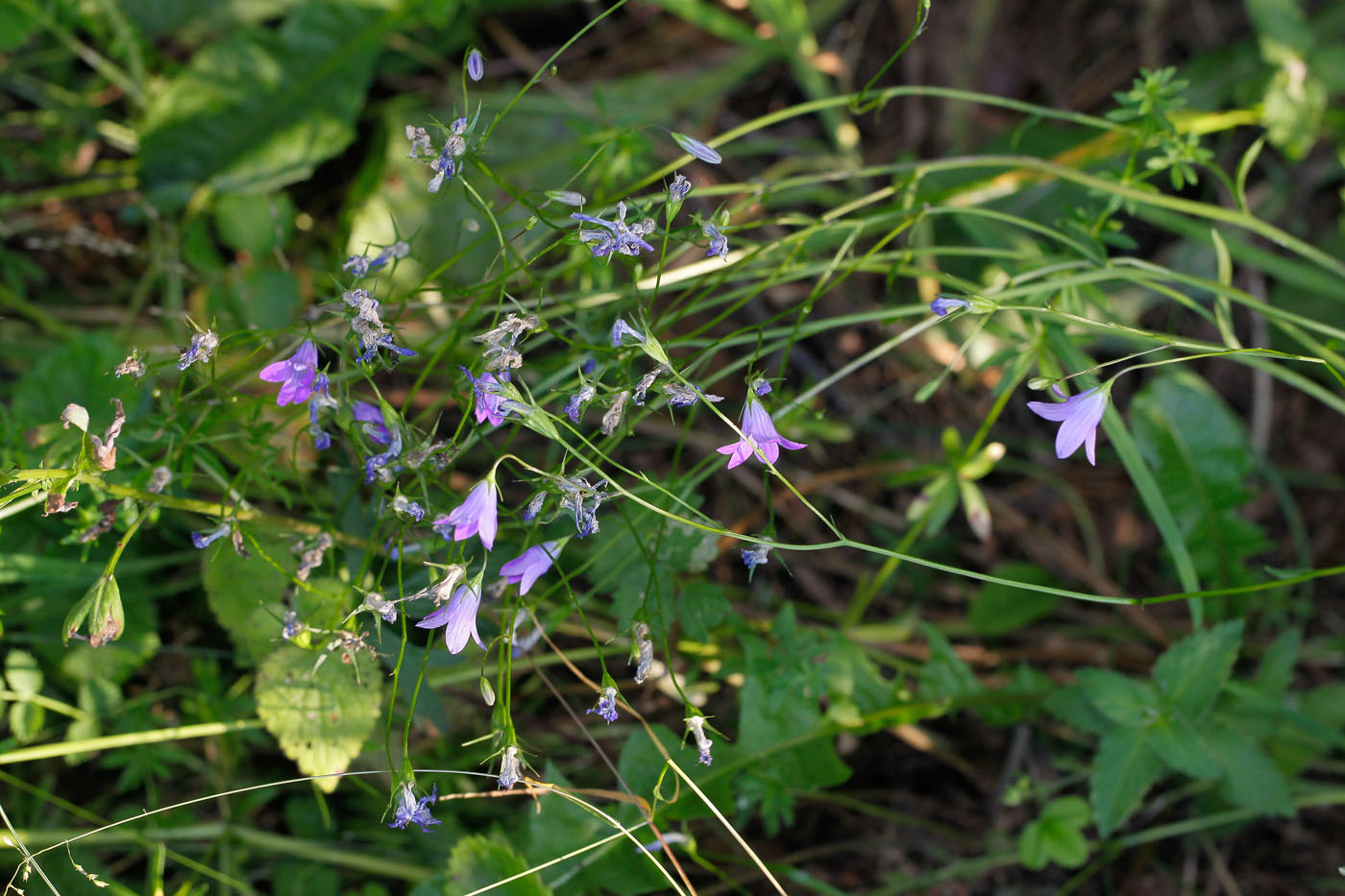 Image of Campanula patula specimen.