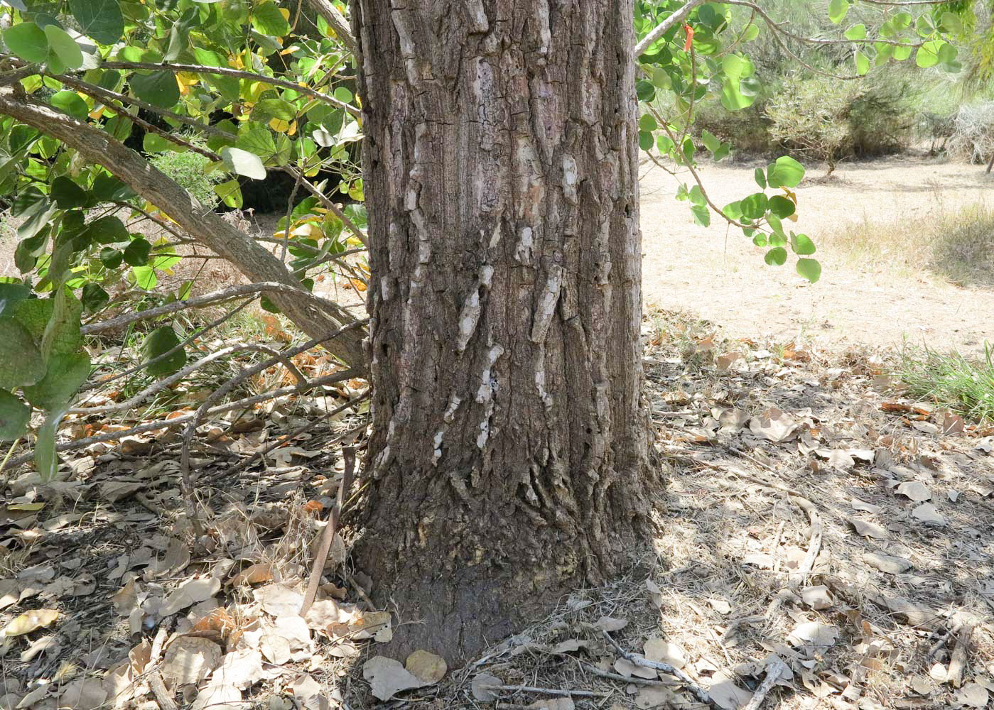 Image of Erythrina abyssinica specimen.