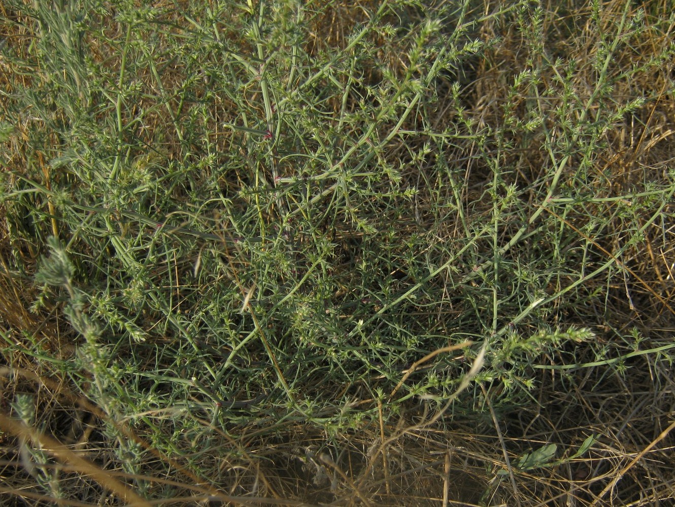 Image of Salsola tragus specimen.