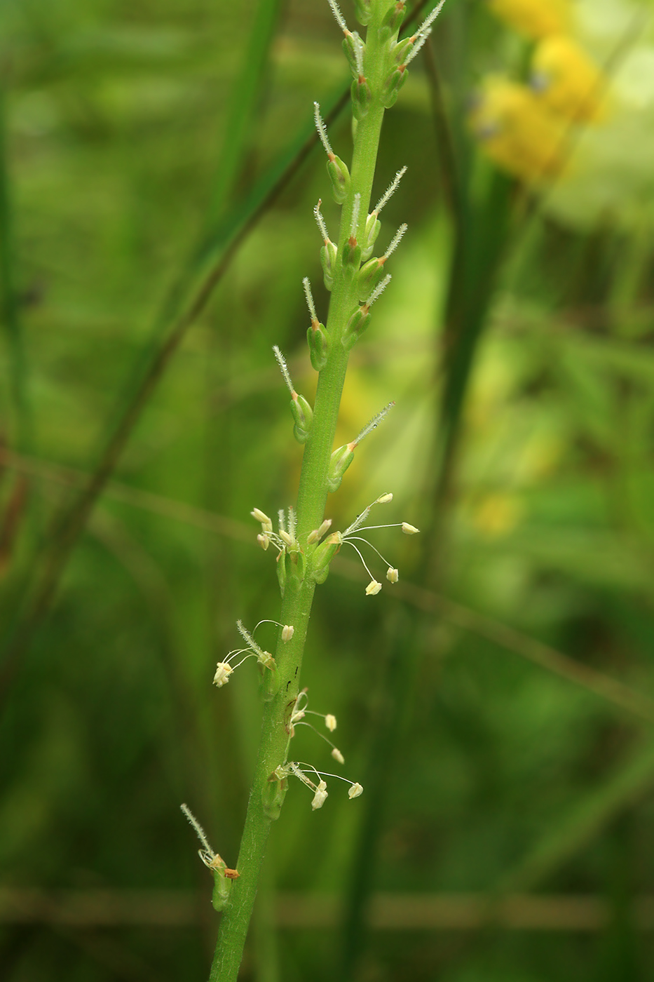 Image of Plantago asiatica specimen.