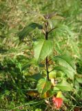 genus Malus