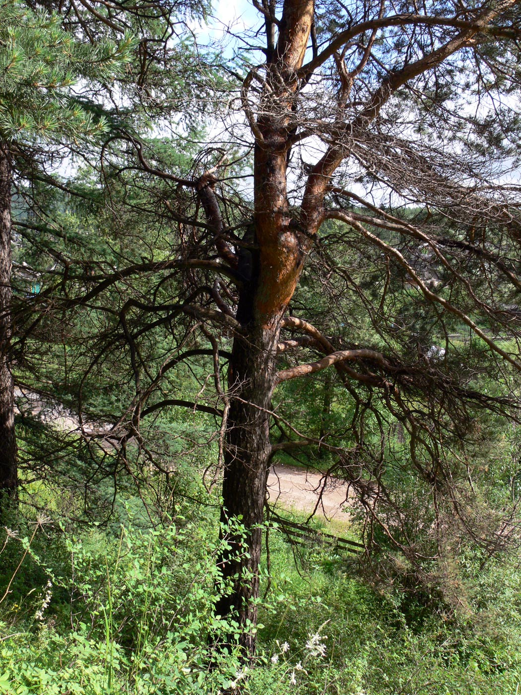 Image of Pinus sylvestris specimen.