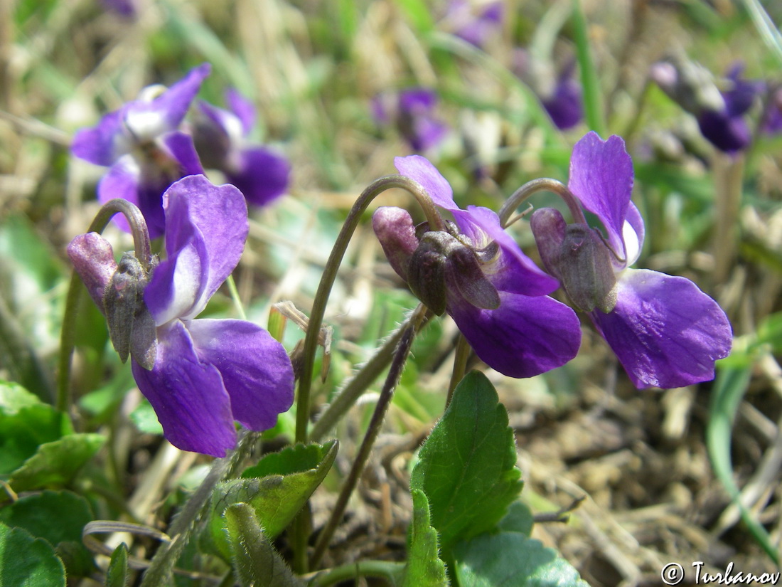 Image of Viola dehnhardtii specimen.