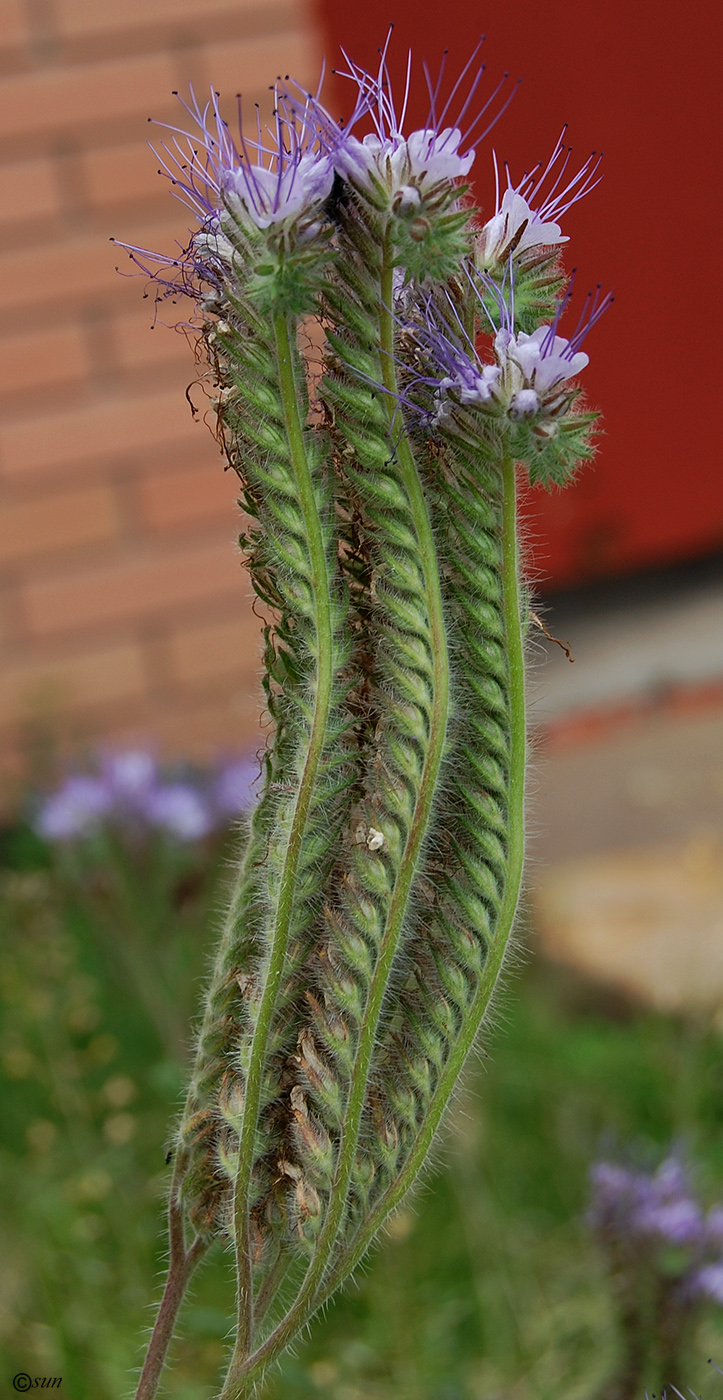 Image of Phacelia tanacetifolia specimen.