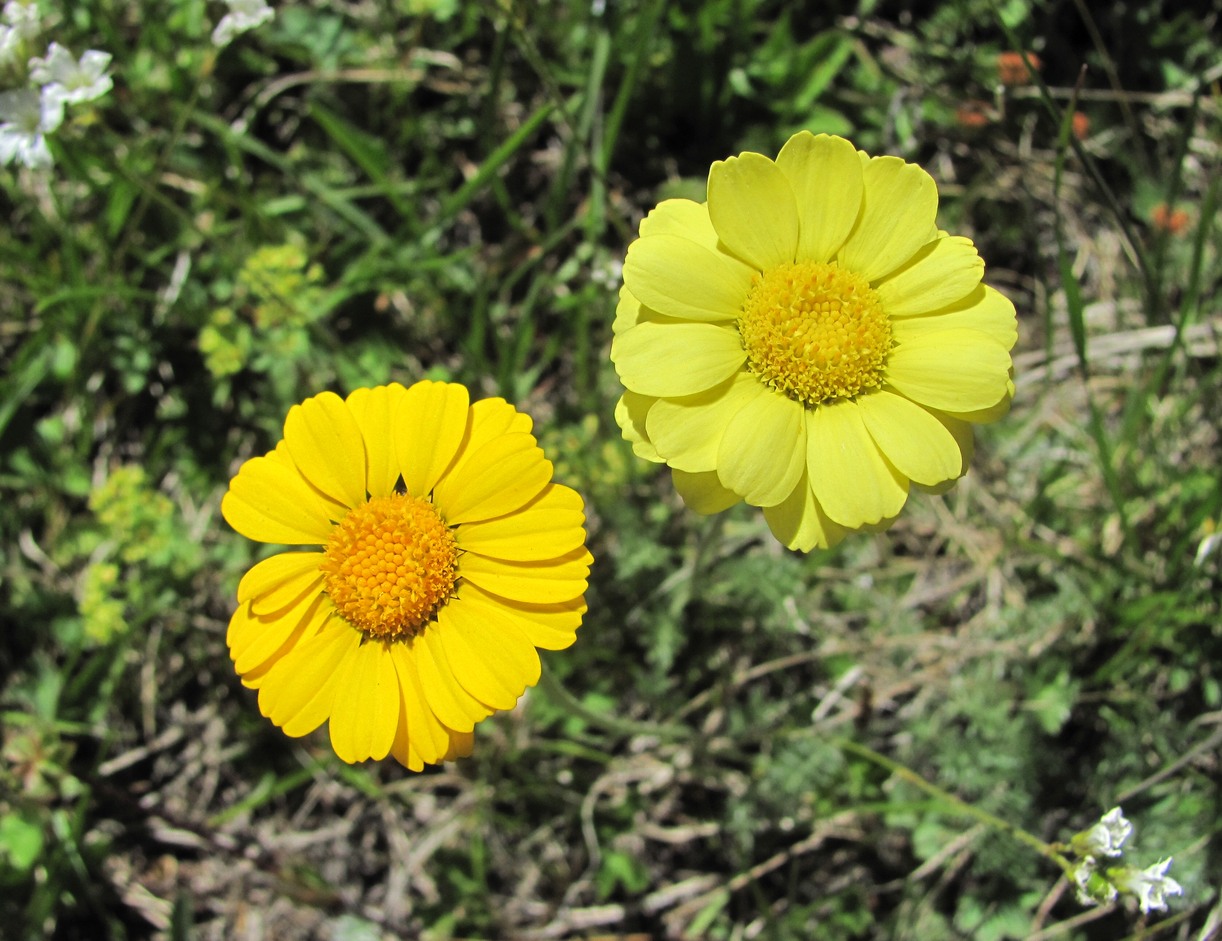 Image of Anthemis sosnovskyana specimen.