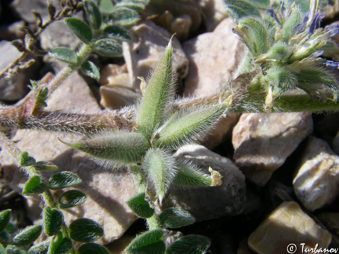 Изображение особи Astragalus sinaicus.