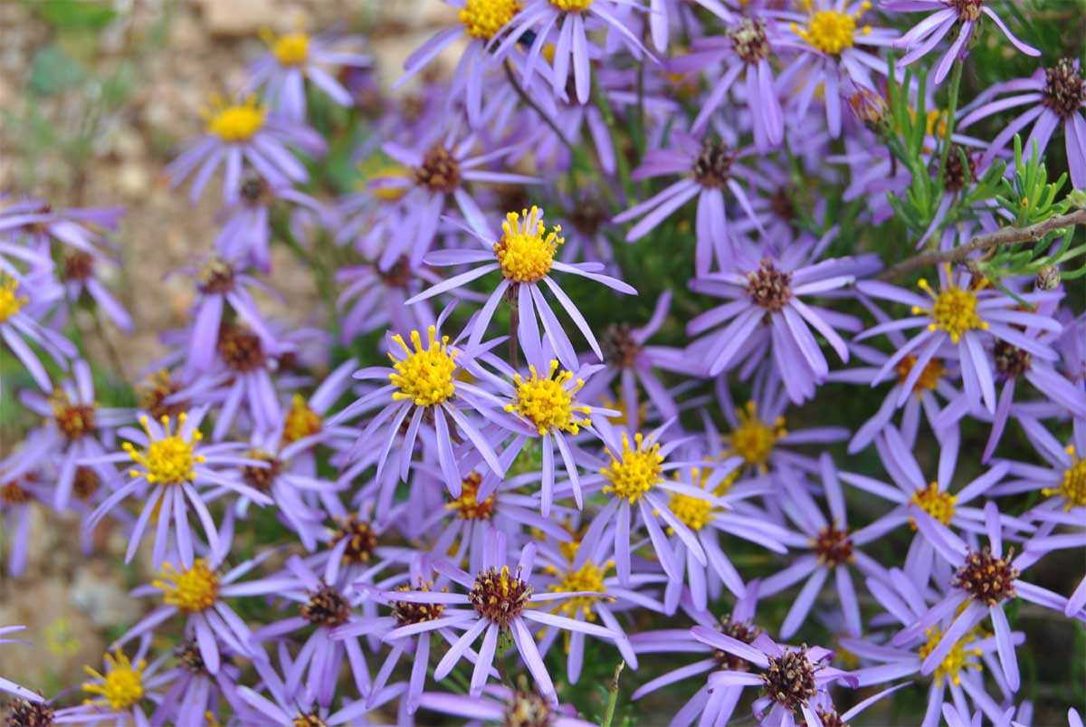 Image of Felicia filifolia specimen.