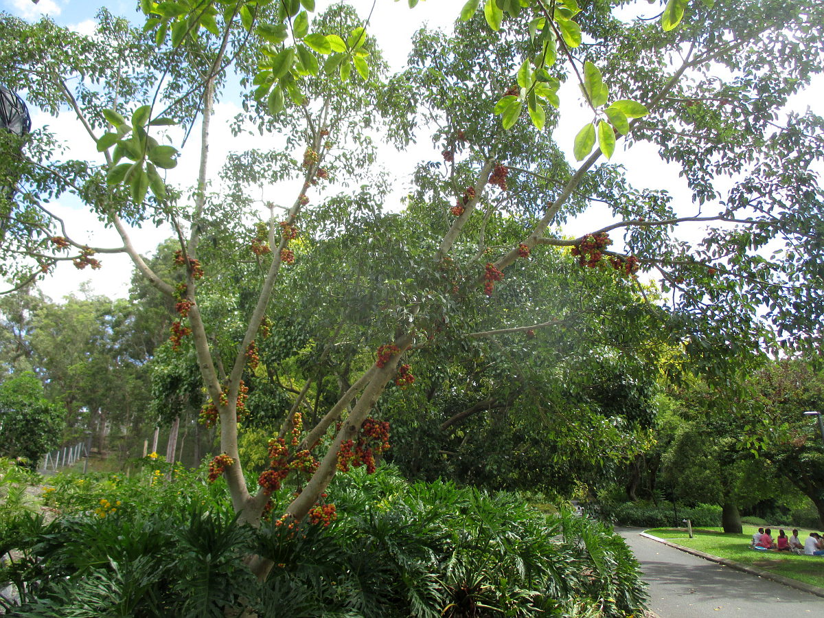 Image of Ficus racemosa specimen.