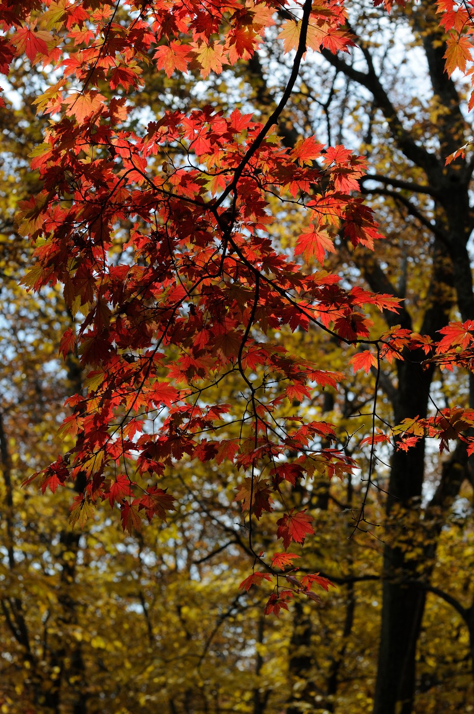 Image of Acer pseudosieboldianum specimen.