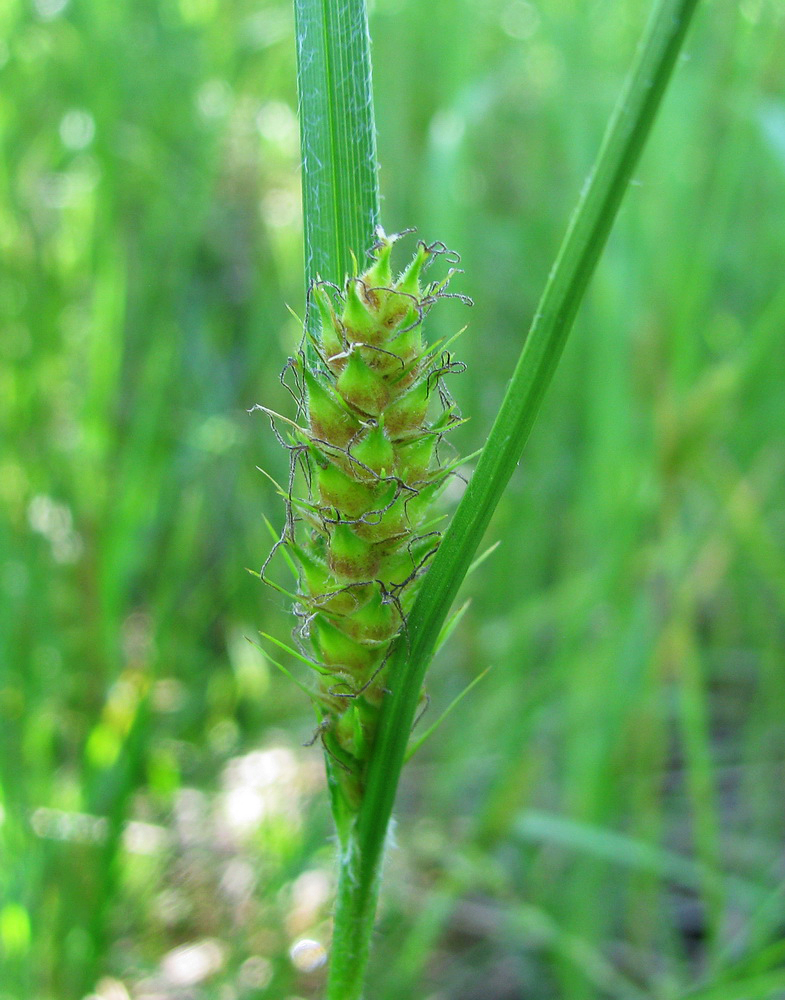 Image of Carex hirta specimen.