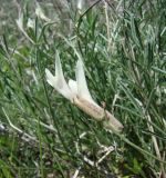 Astragalus pseudotataricus. Цветок и листья. Краснодарский край, Кущёвский р-н, урочище Бугелы. 06.05.2010.