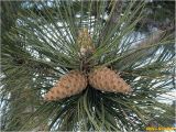 Pinus pallasiana. Часть ветви с шишками. Украина, г. Николаев, парк \"Лески\". 13.01.2017.