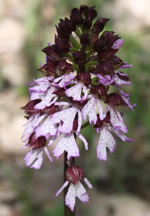 Image of Orchis purpurea specimen.