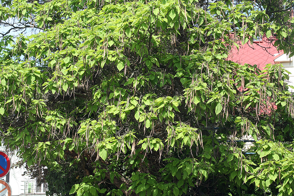 Image of Catalpa bignonioides specimen.