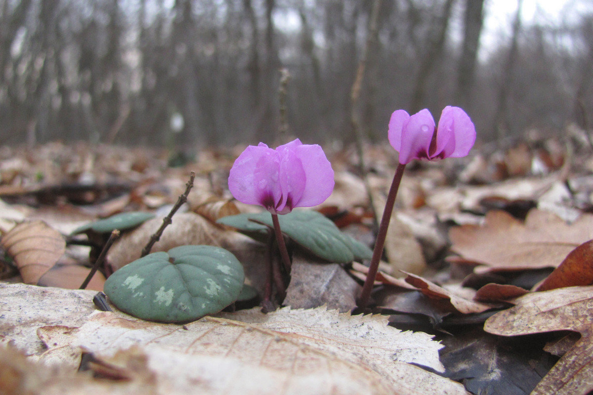 Изображение особи Cyclamen coum.