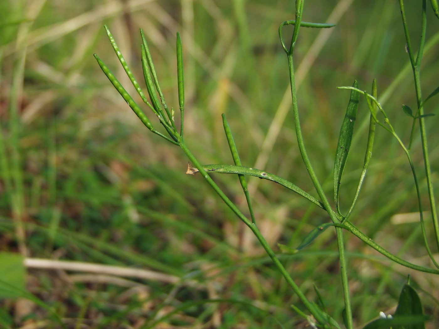 Image of Cardamine umbellata specimen.