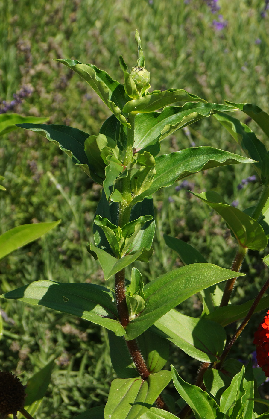 Image of Zinnia elegans specimen.