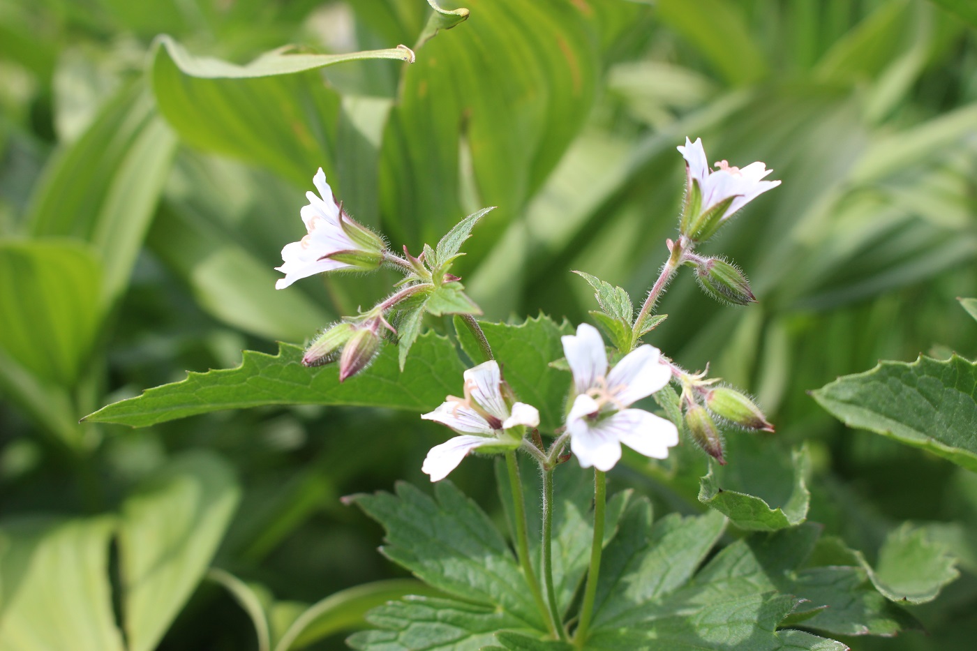 Image of Geranium krylovii specimen.