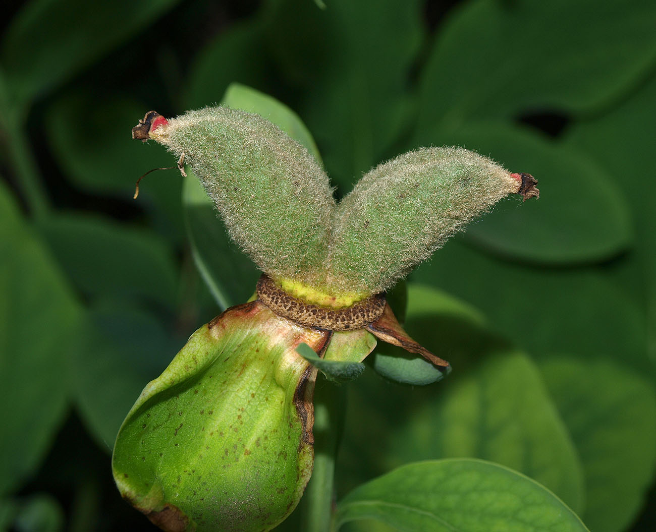 Изображение особи Paeonia mlokosewitschii.