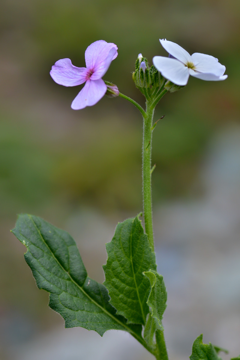 Изображение особи род Hesperis.