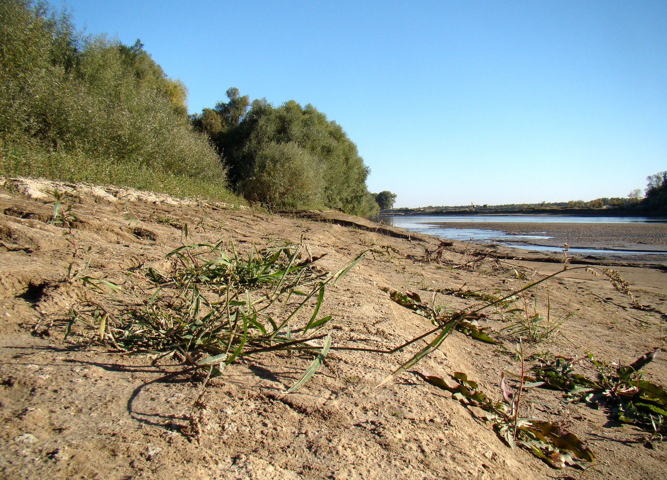 Изображение особи Echinochloa crus-galli.