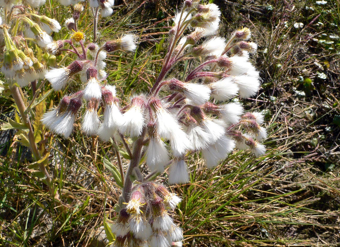 Image of Tephroseris palustris specimen.