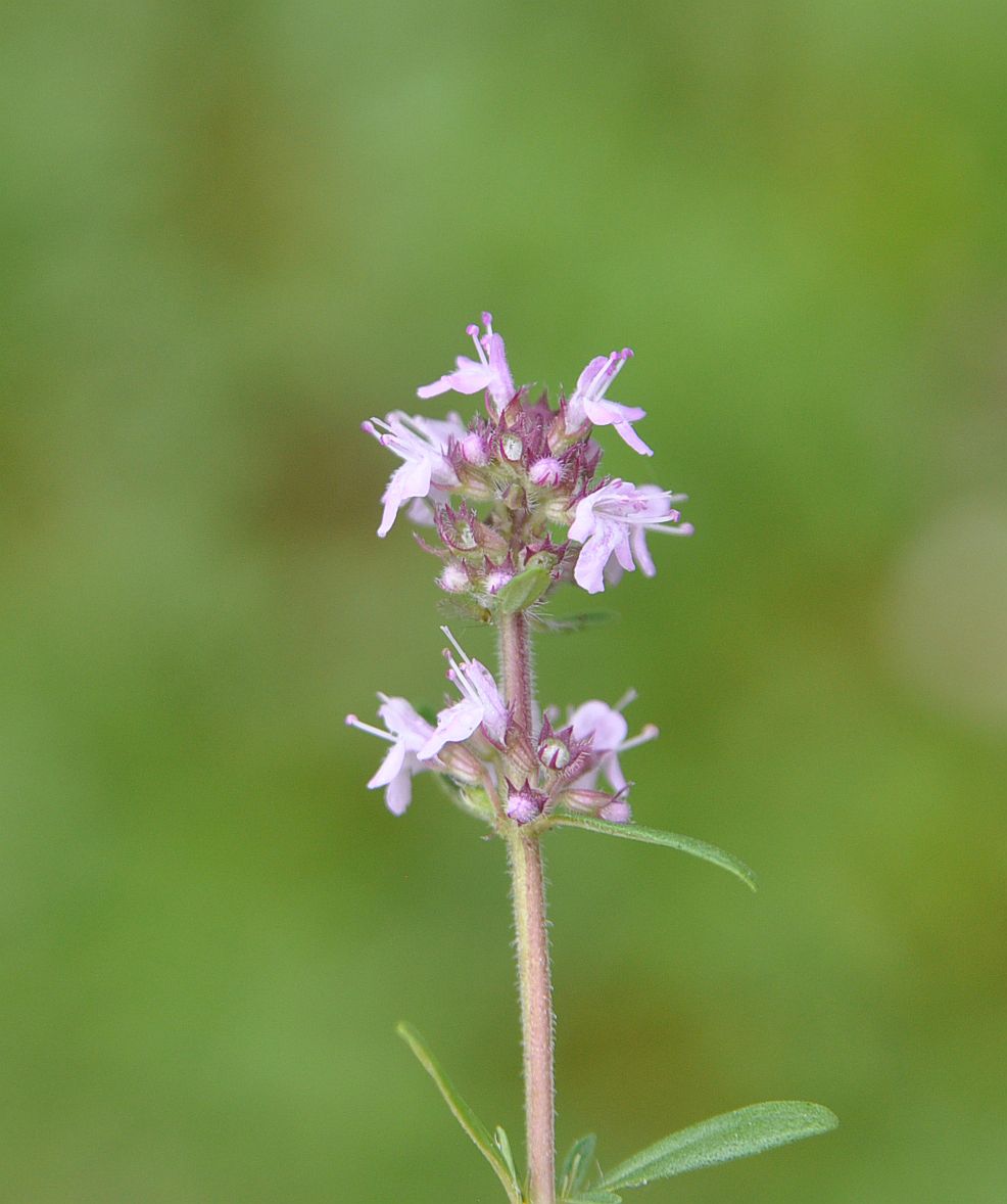 Image of genus Thymus specimen.