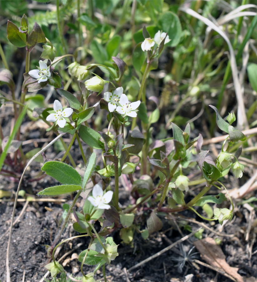 Изображение особи Anagallidium dichotomum.