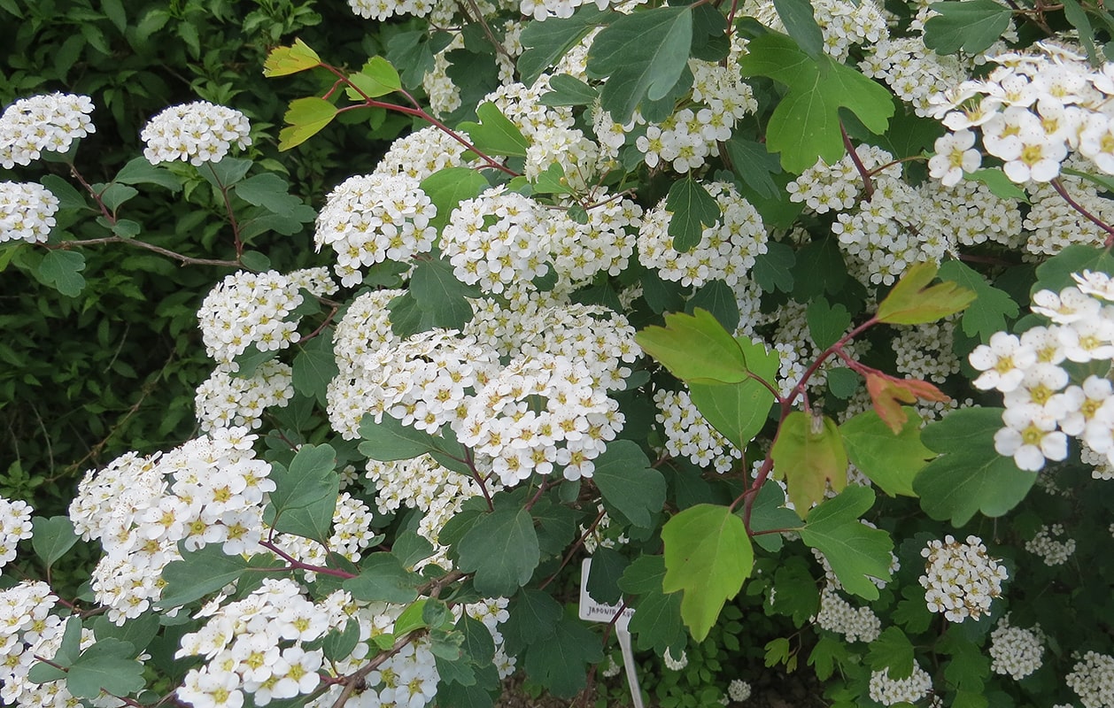 Image of Spiraea blumei specimen.