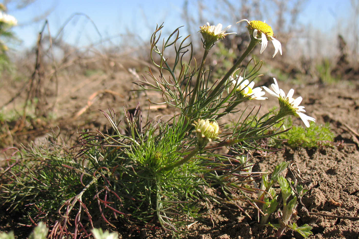 Image of Tripleurospermum inodorum specimen.