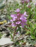 genus Thymus. Верхушка побега с соцветием. Краснодарский край, м/о г. Новороссийск, окр. хут. Камчатка, каменистая осыпь в дубовом лесу. 10 мая 2019 г.