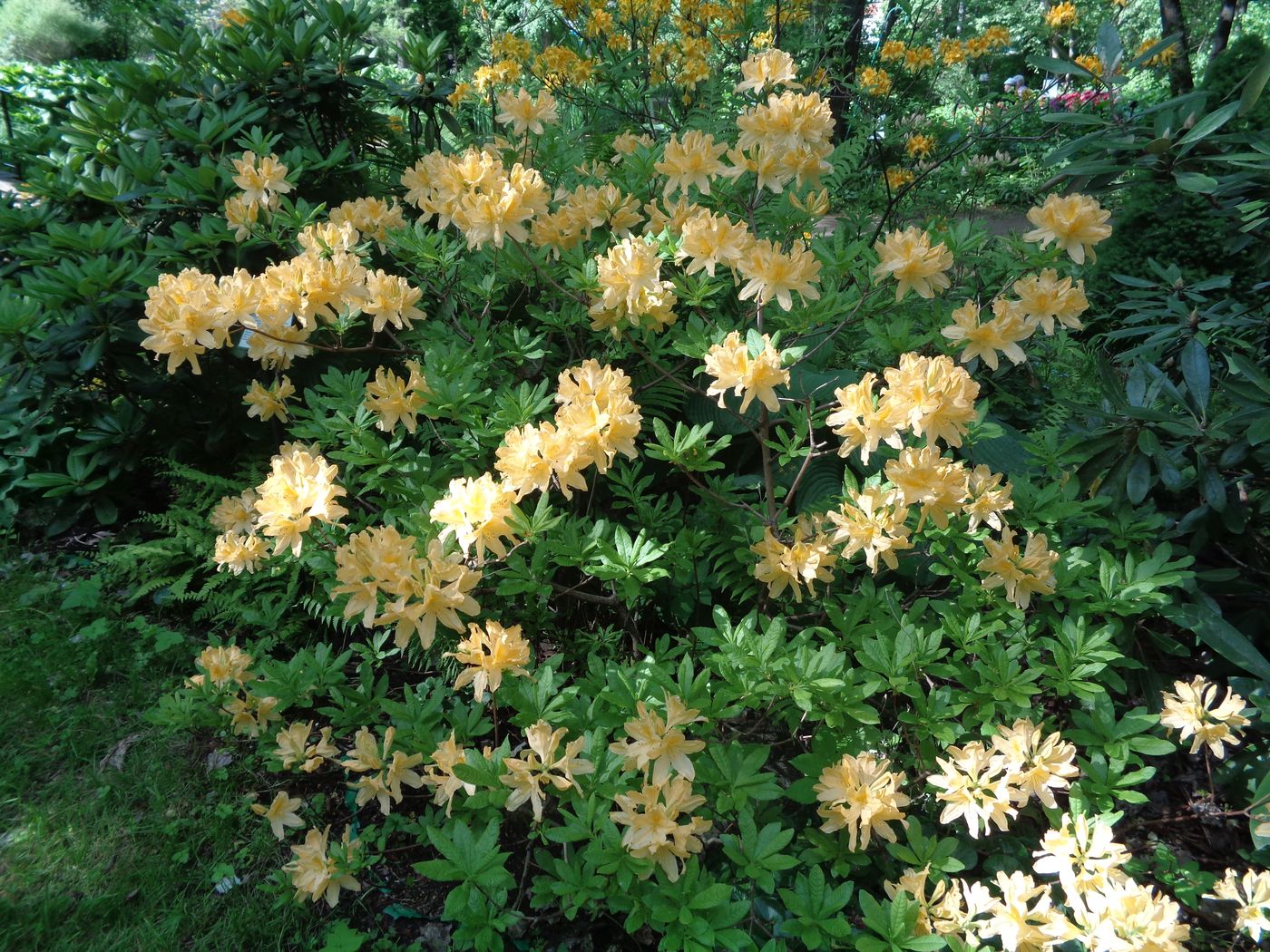 Image of Rhododendron molle ssp. japonicum specimen.