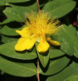 Hypericum calycinum