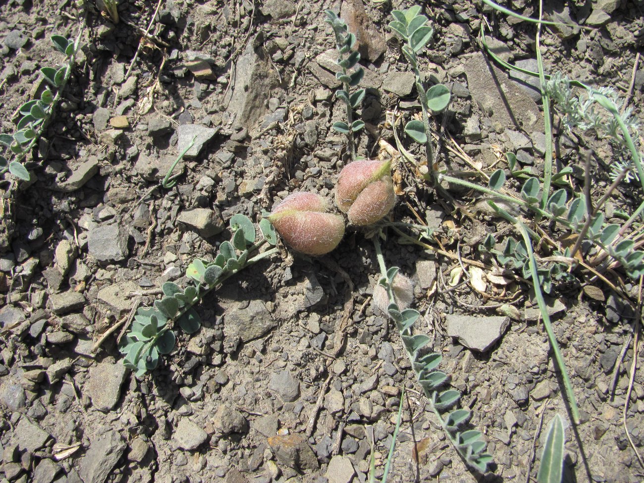 Изображение особи Astragalus biebersteinii.