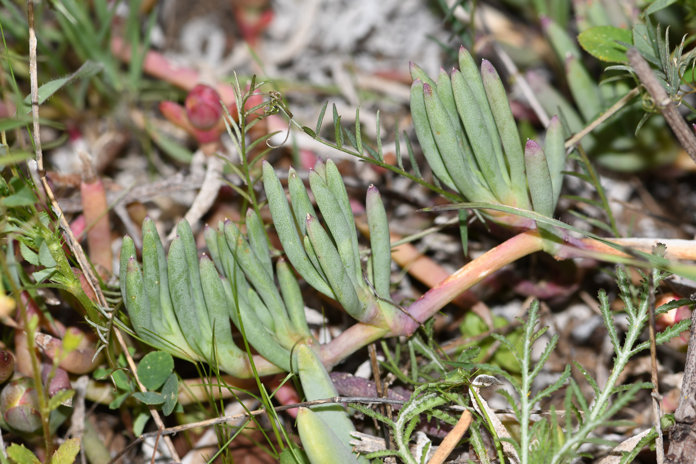 Image of Jordaaniella anemoniflora specimen.