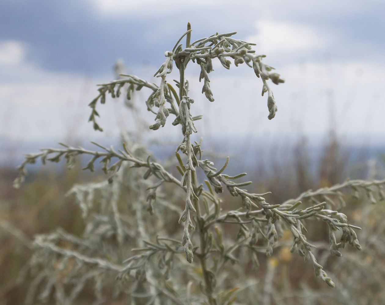 Изображение особи Artemisia santonicum.