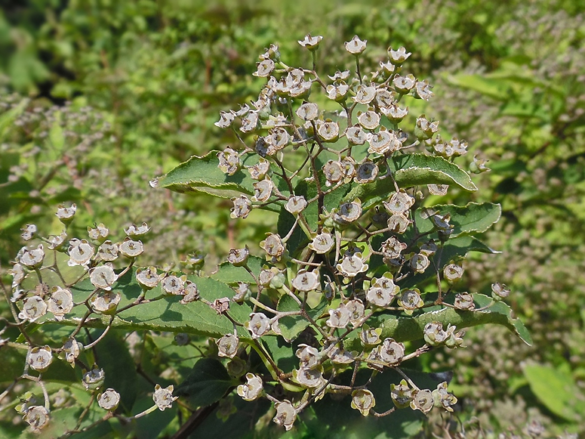 Изображение особи Deutzia parviflora.