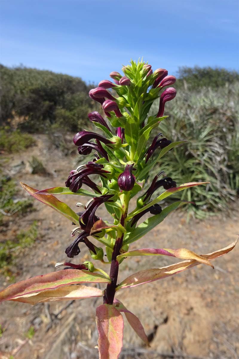 Image of Lobelia polyphylla specimen.