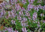 Thymus pulegioides