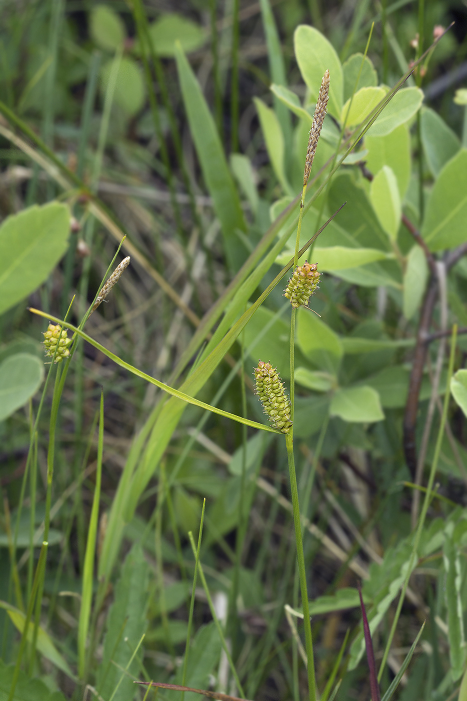 Изображение особи Carex schmidtii.